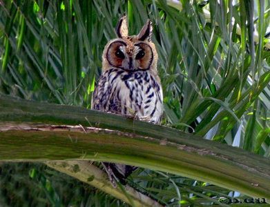 LECHUZÓN OREJUDO (Asio clamator) - Jardin Botánico-MONTEVIDEO (Octubre 2010)
